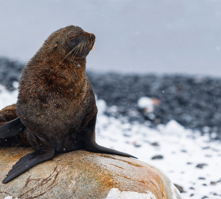 Seal