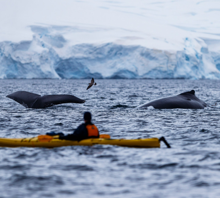 Antarctic Marine Mammals: The World of Whales and Seals