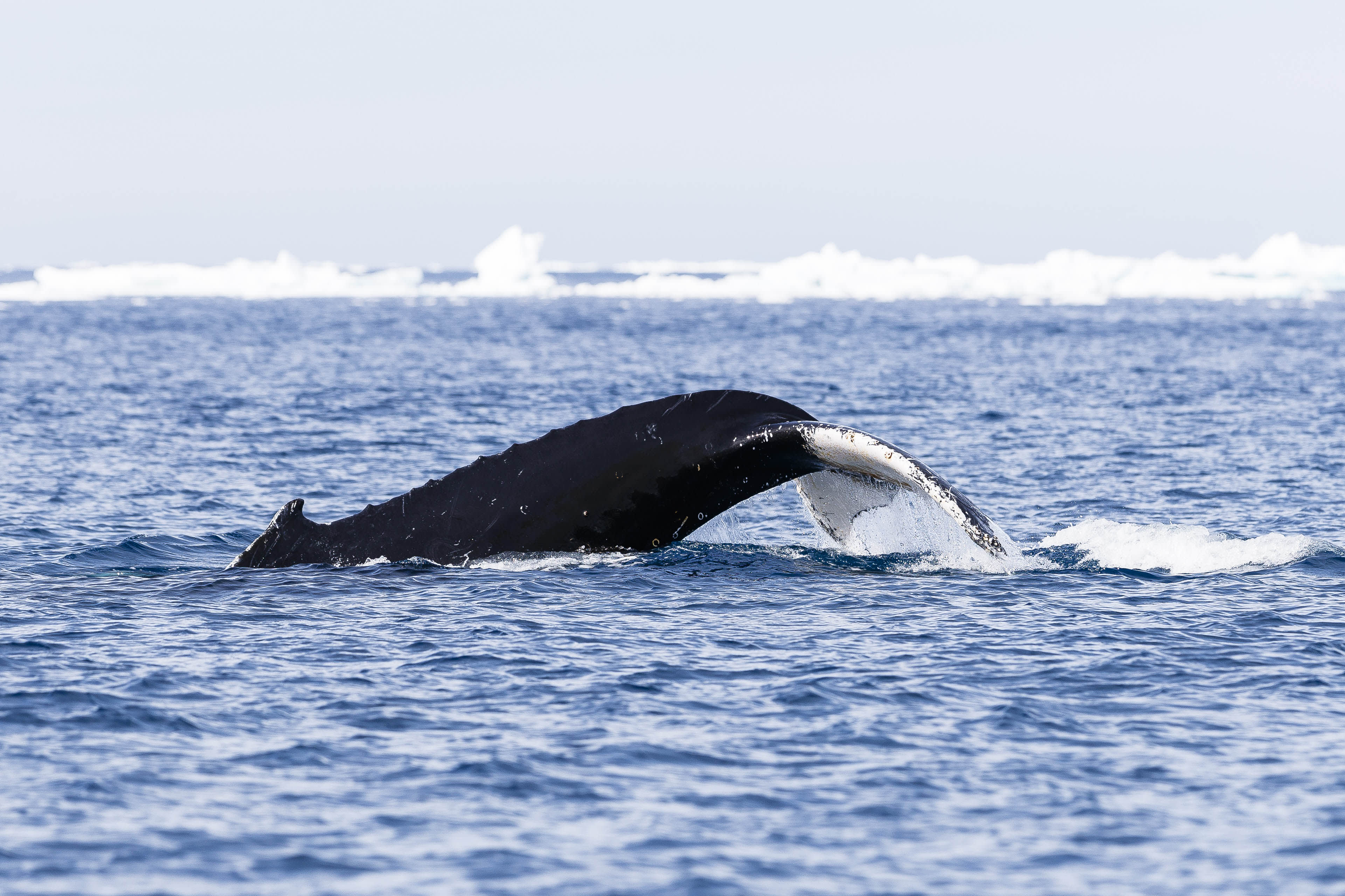 Antarctic Peninsula: A Rare Exploration of the Weddell Sea