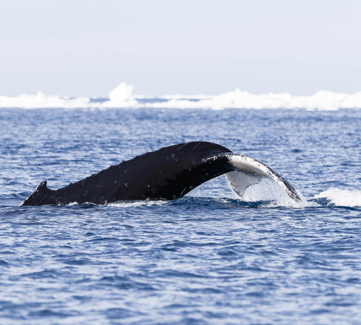 Antarctic Peninsula: A Rare Exploration of the Weddell Sea