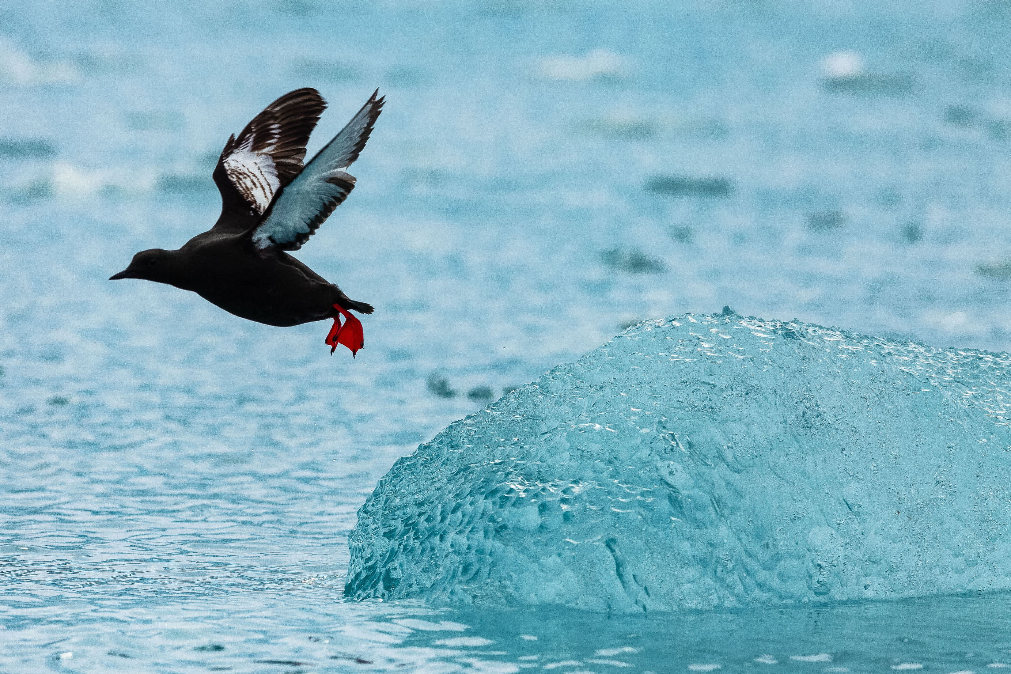 Spitsbergen Highlights: Wildlife Capital of the Arctic