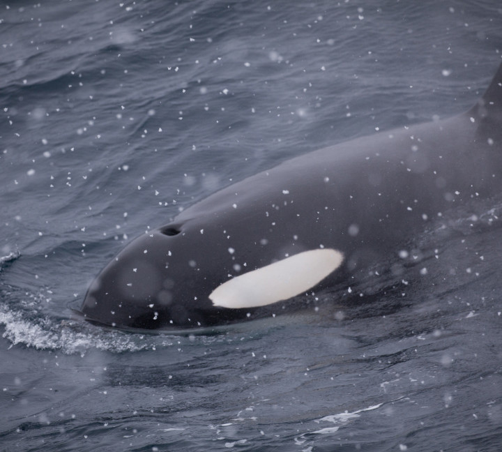 Antarctic Marine Mammals: The World of Whales and Seals