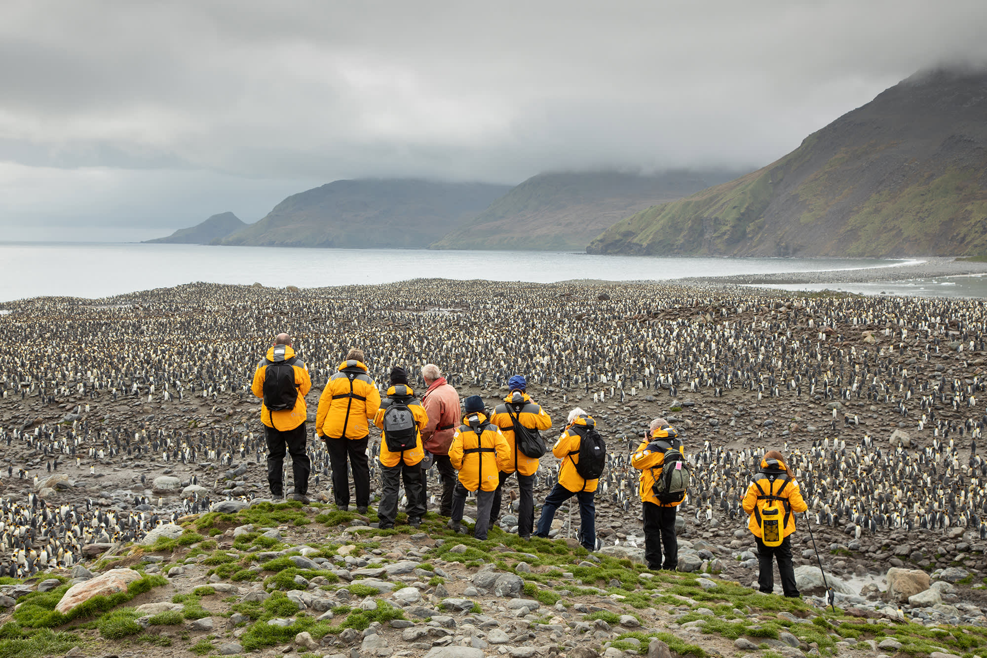 Penguins of the Far South: Falklands, South Georgia and Antarctica