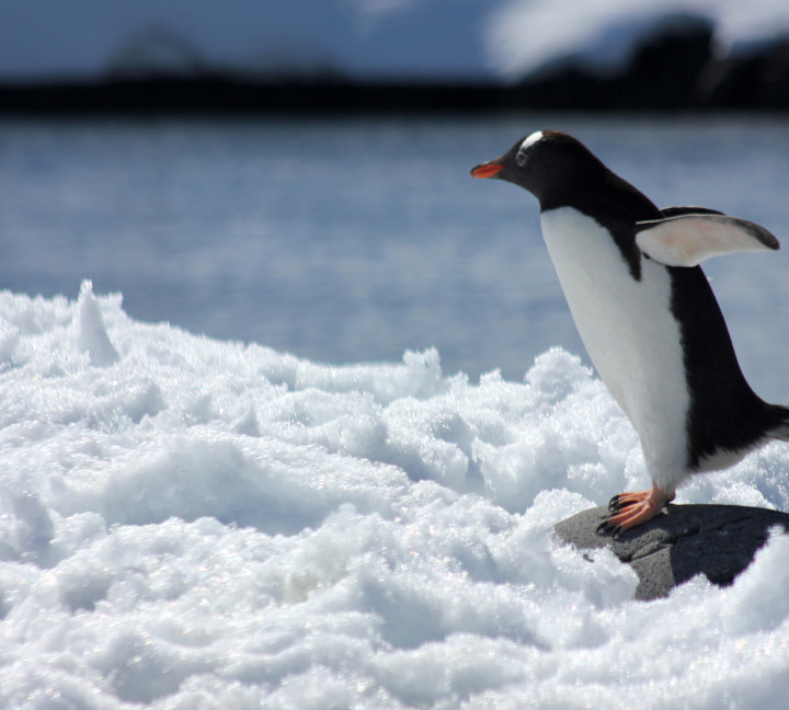 Antarctic Express: Fly South, Sail North