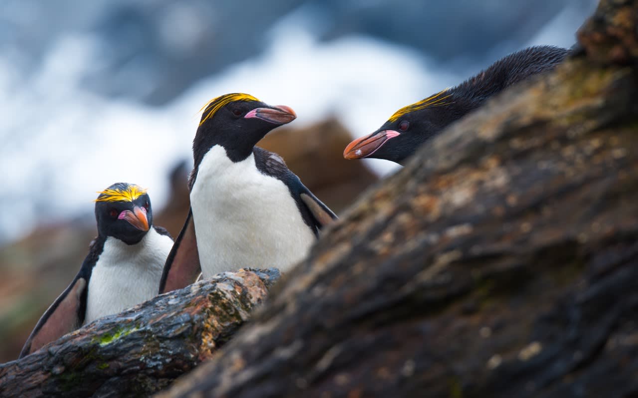 South Georgia and Antarctic Peninsula: Penguin Safari