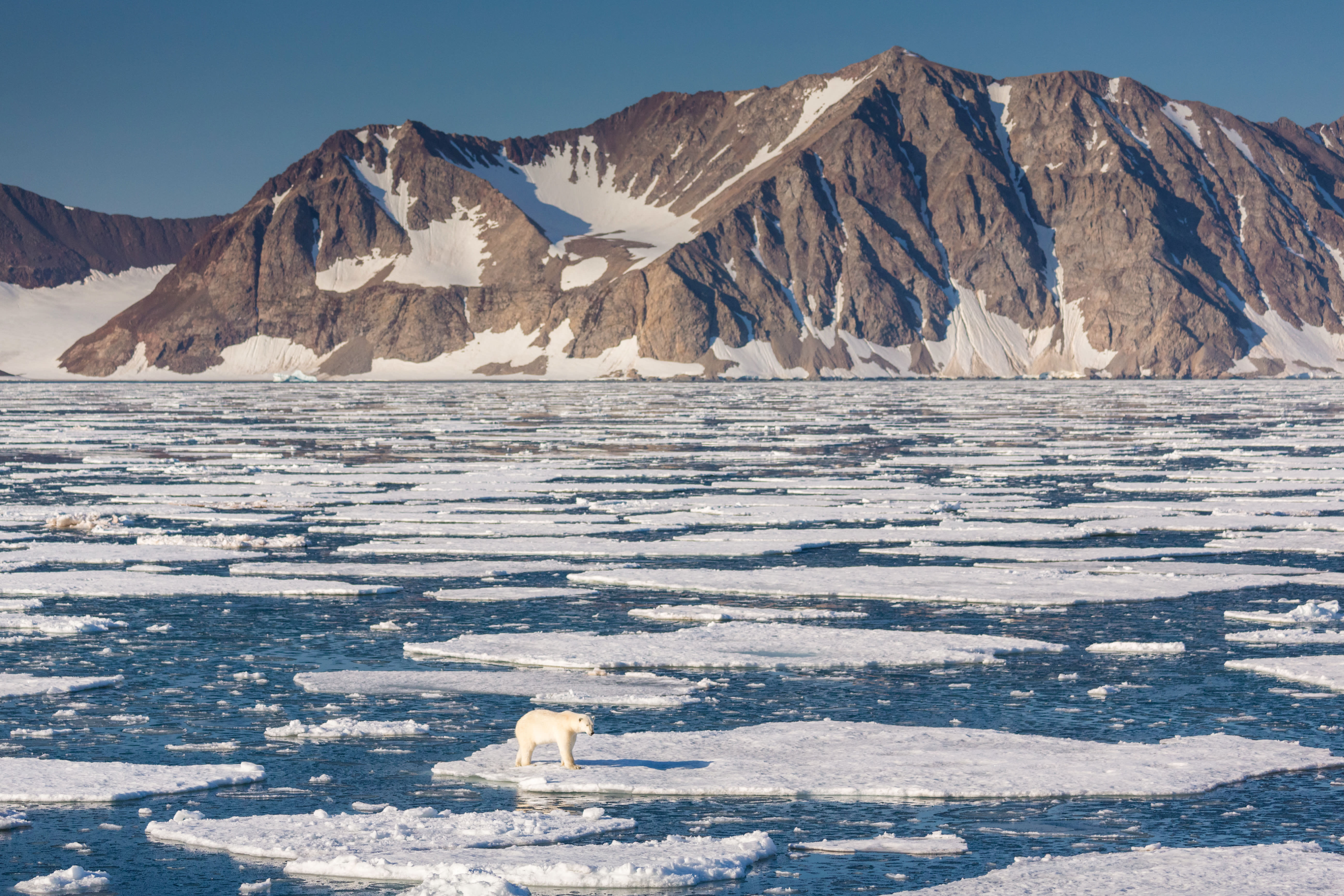 Spitsbergen Highlights: Wildlife Capital of the Arctic