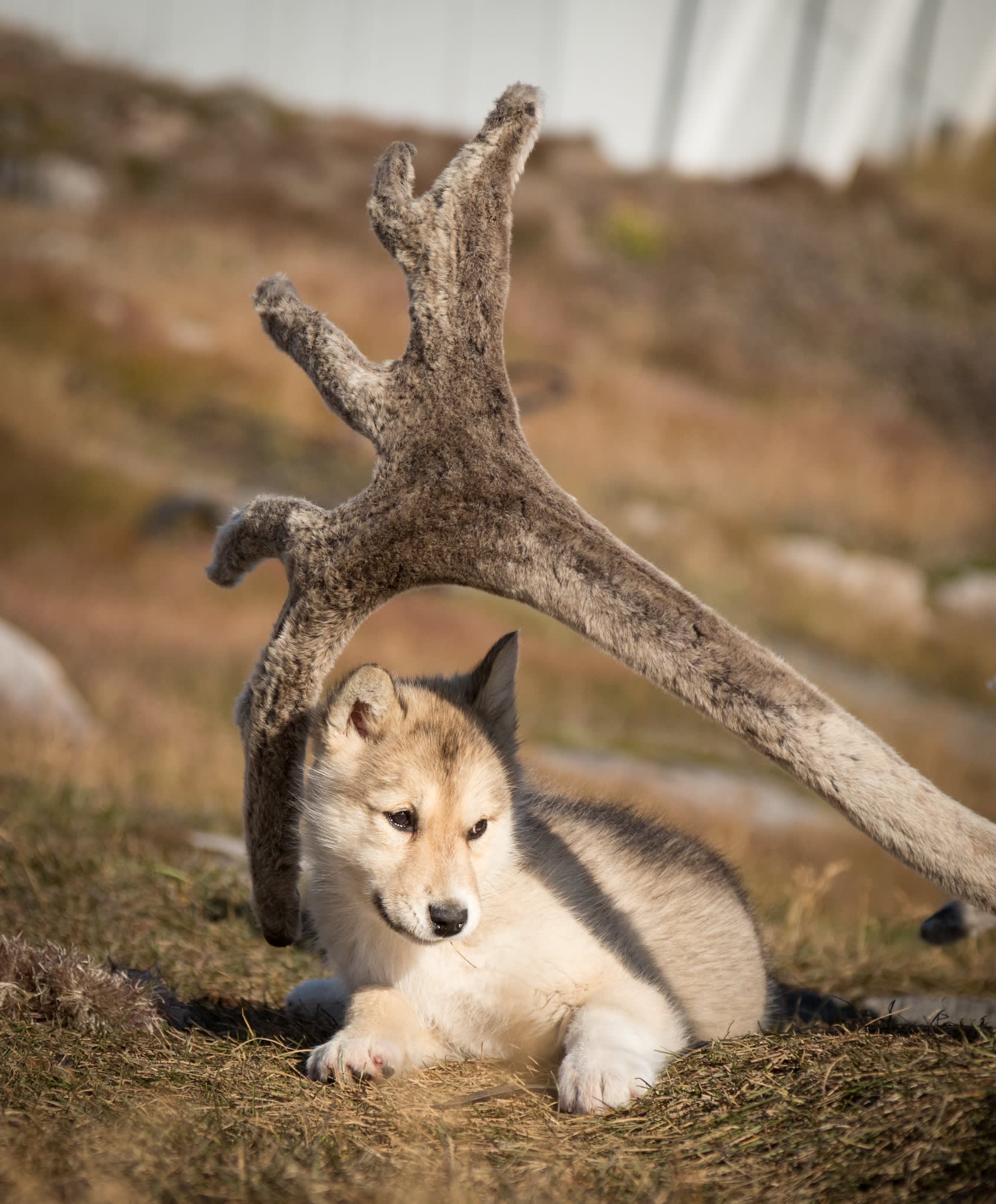 Southeast to West Greenland: Glaciers, Fjords and Viking History