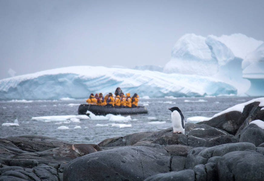 Adélie penguin
