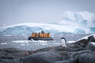 Adélie penguin