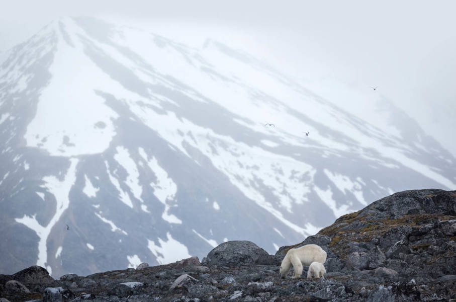 Svalbard in Summer: Tundra, Whales and the Midnight Sun
