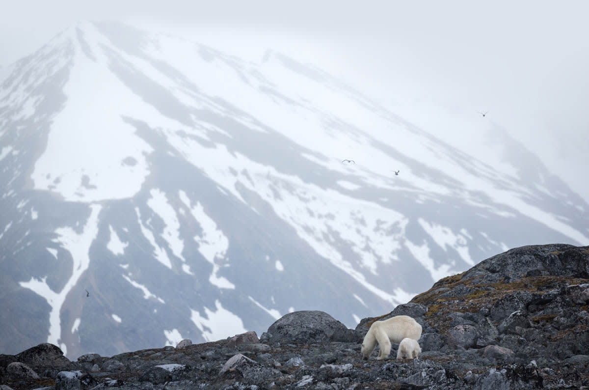 Svalbard in Summer: Tundra, Whales and the Midnight Sun