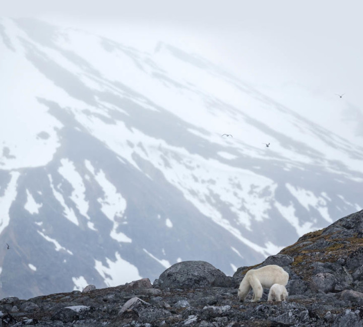 Svalbard in Summer: Tundra, Whales and the Midnight Sun