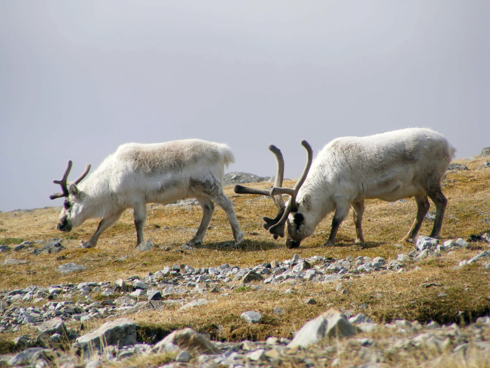 Reindeer grazing in Spitsbergen