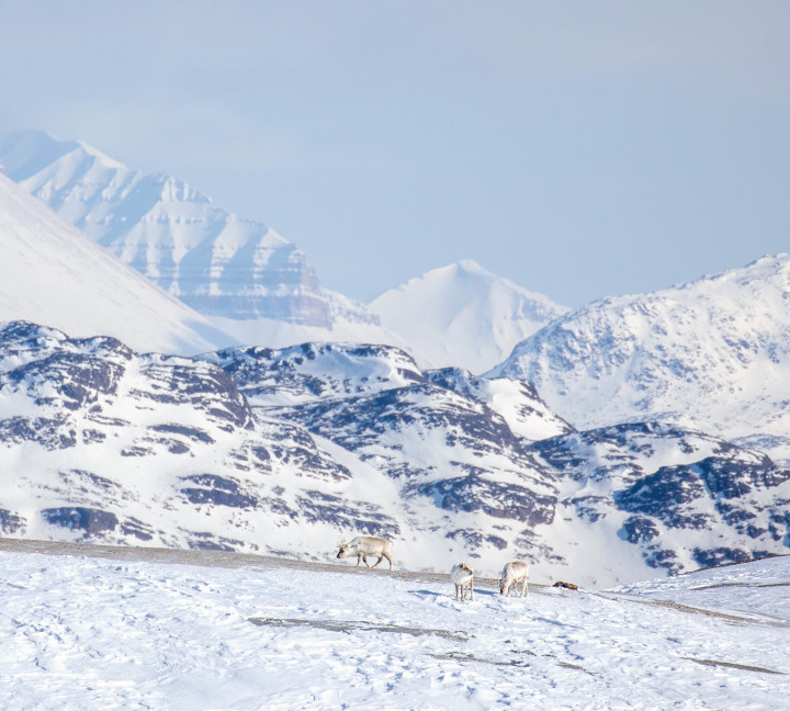 Svalbard in Spring: Sea Ice, Pristine Snow and Wildlife