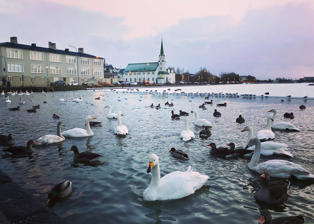 Reykjavíkurtjörn (Tjörnin) Pond, Iceland