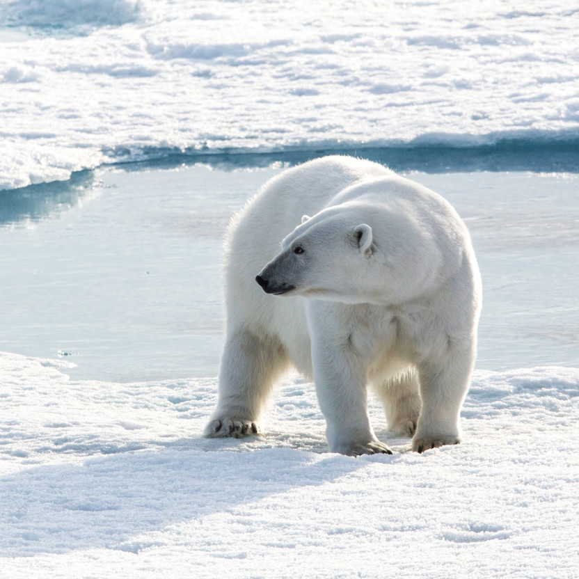 Northwest Passage: The Legendary Arctic Sea Route