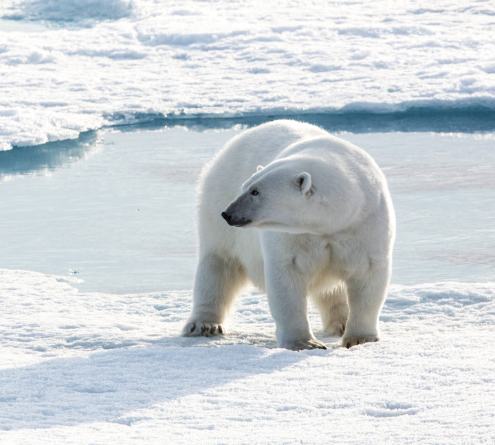Northwest Passage: The Legendary Arctic Sea Route