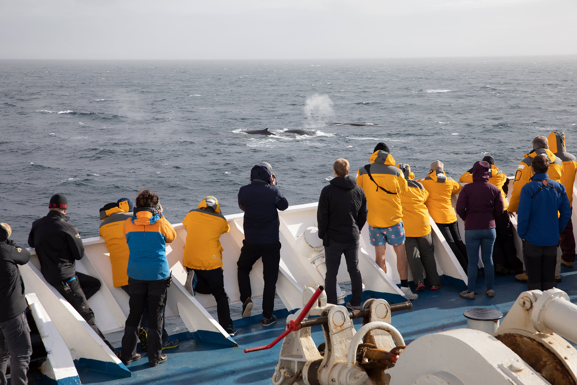 Antarctic Marine Mammals: The World of Whales and Seals