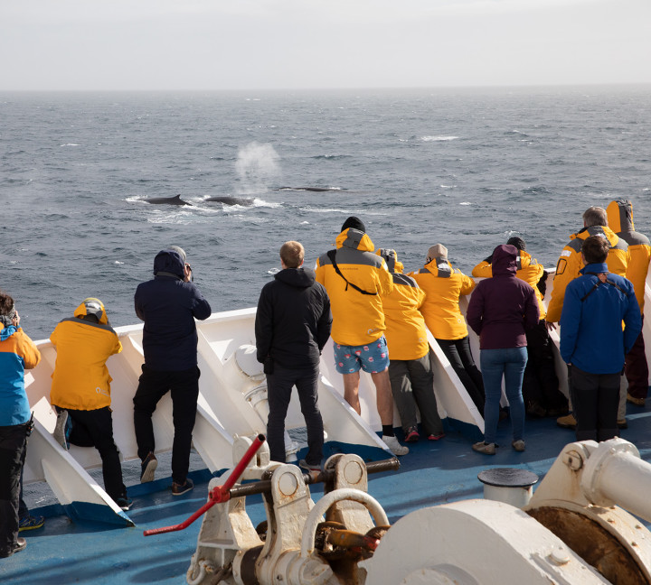 Antarctic Marine Mammals: The World of Whales and Seals