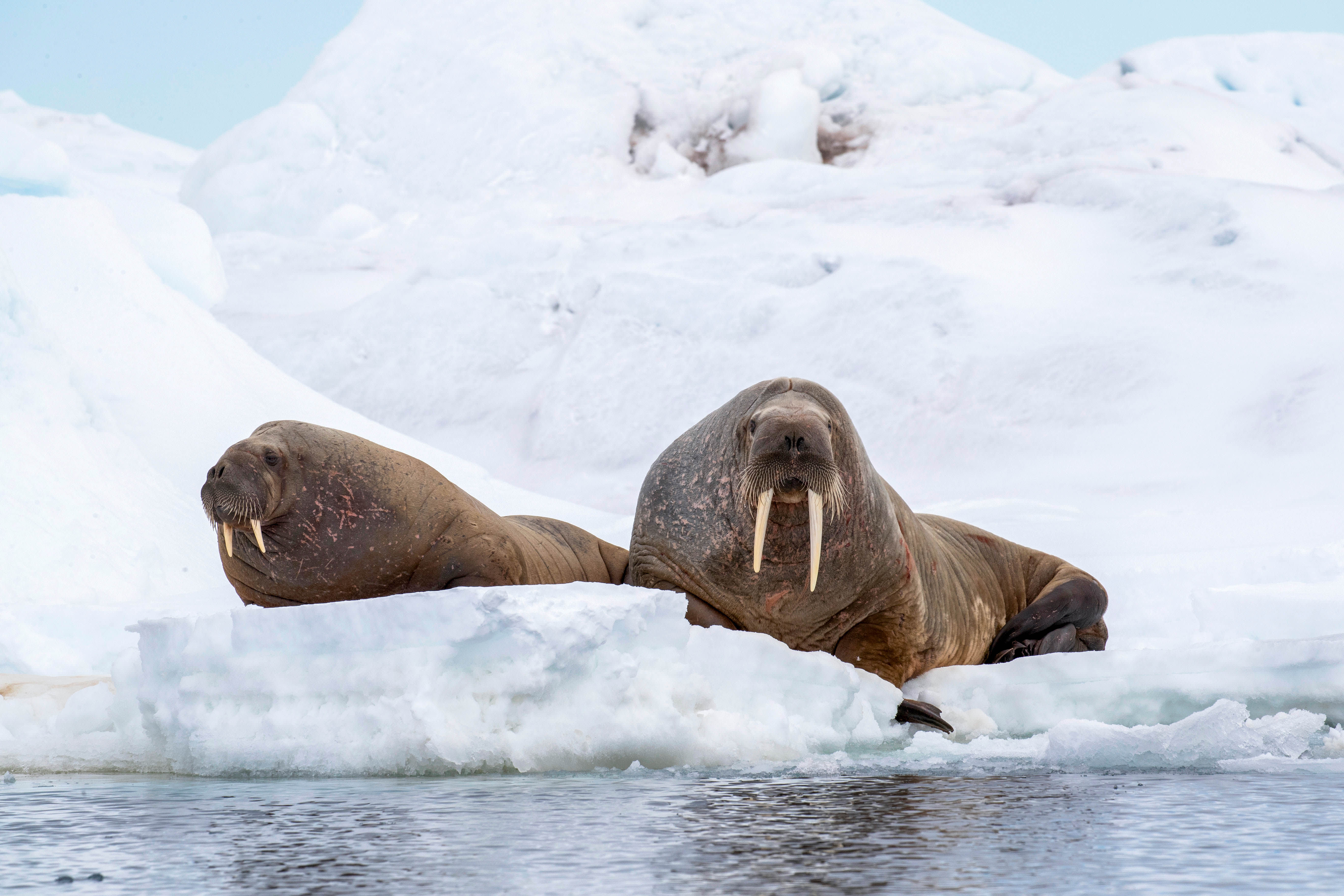Svalbard in Spring: Sea Ice, Pristine Snow and Wildlife