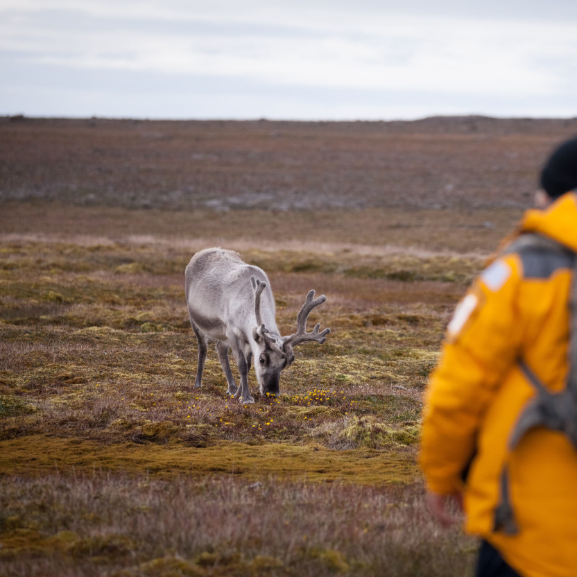 Spitsbergen Highlights: Wildlife Capital of the Arctic