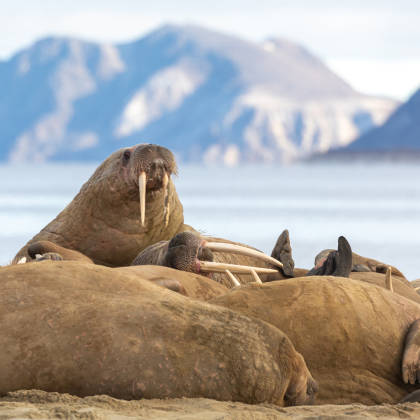 [Hero] Svalbard Explorer: Best of High Arctic Norway