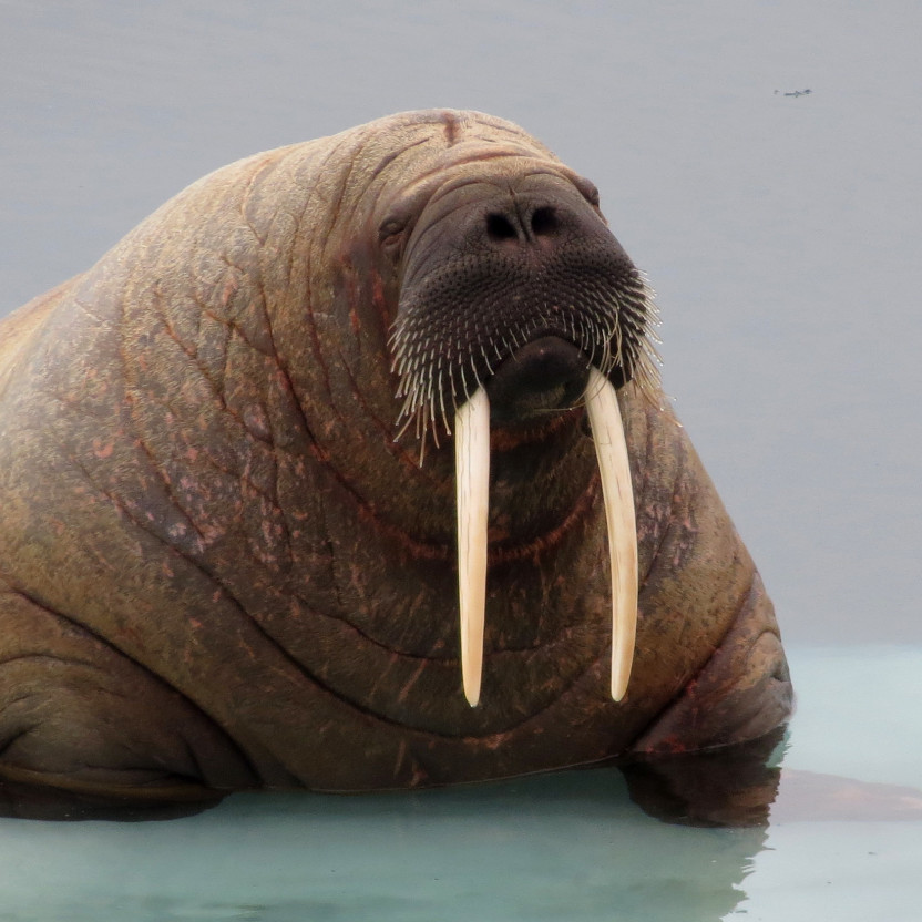 Northwest Passage: Epic High Arctic