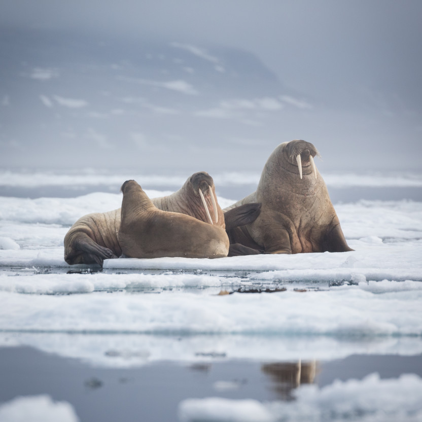 Spitsbergen Highlights: Wildlife Capital of the Arctic