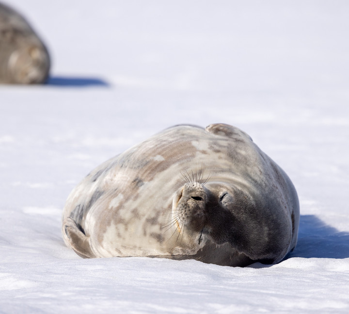 Antarctic Marine Mammals: The World of Whales and Seals