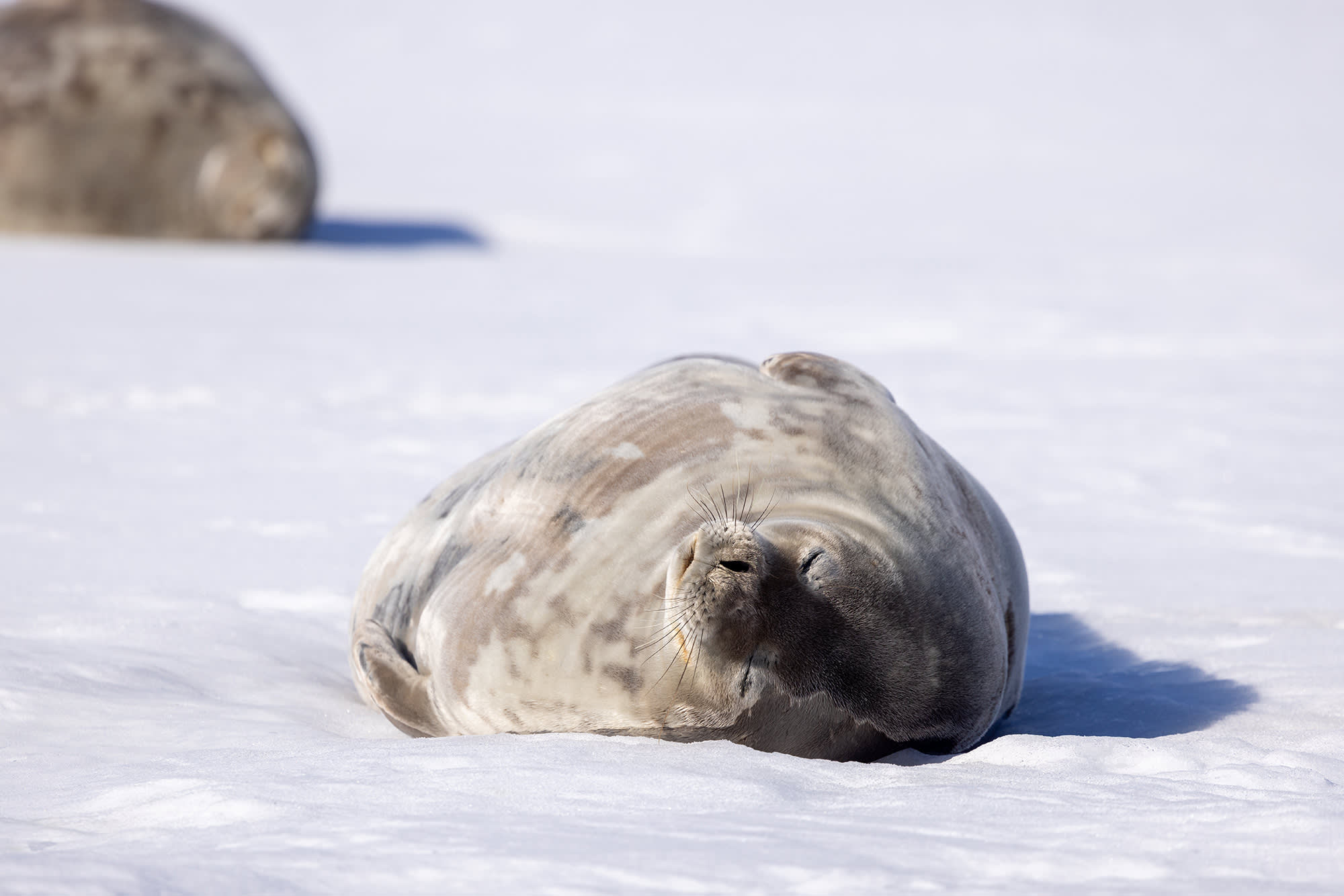 Weddell Seal on ice floe