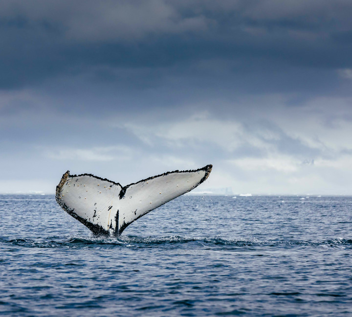 Antarctic Marine Mammals: The World of Whales and Seals