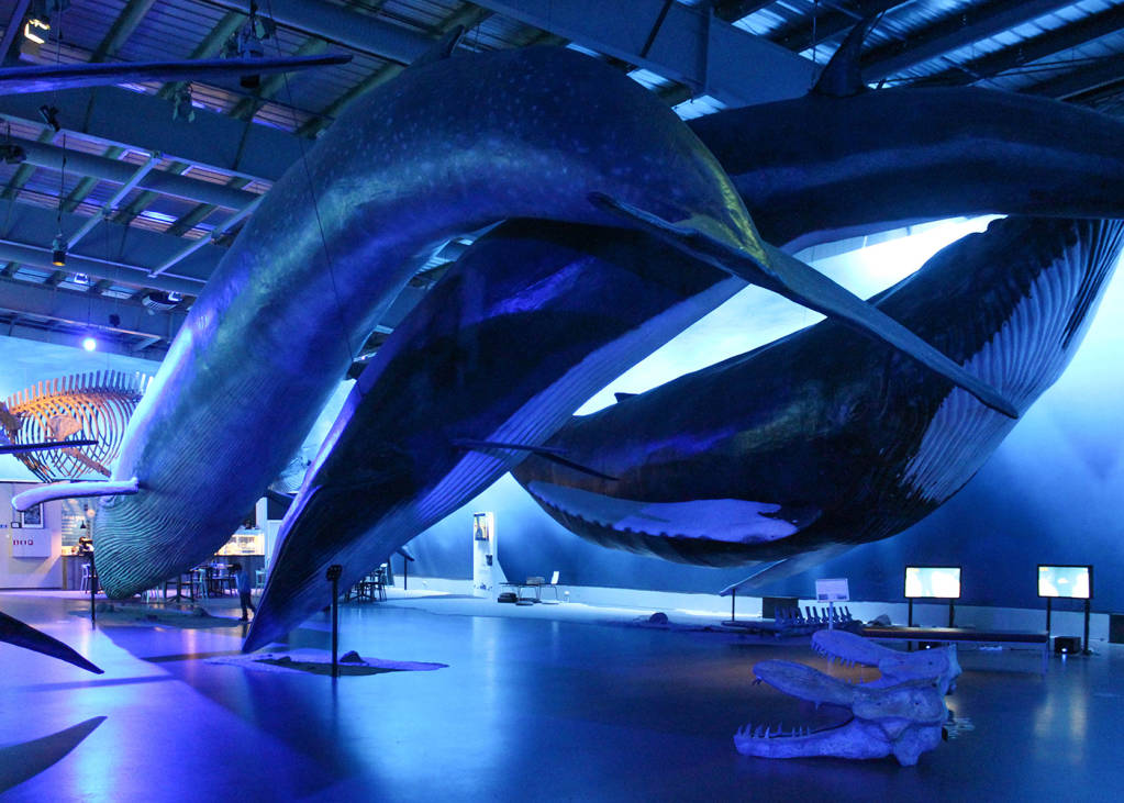 Whales of Iceland