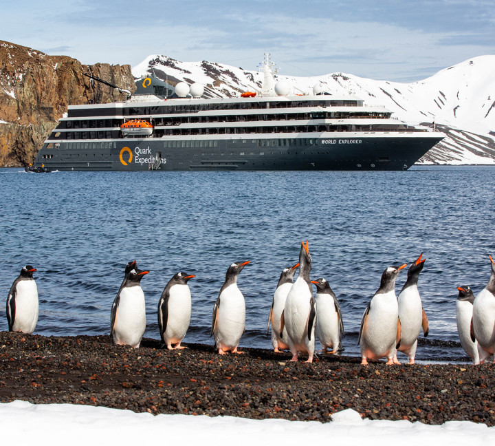Twelve gentoo penguins shake their feathers as they return to land at Deception Island. The World Explorer (ship) can be seen in the background.