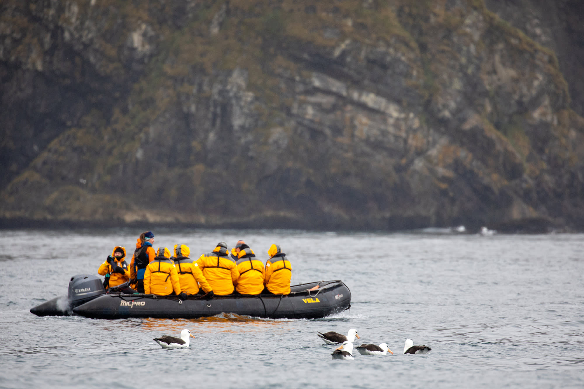 Penguins of the Far South: Falklands, South Georgia and Antarctica