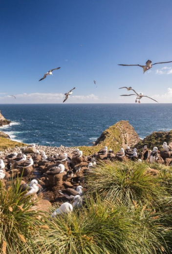 Albatross resting on green field 