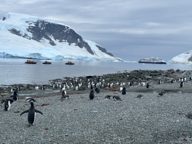 A colony of Gentoo Penguins at Danco Island with Ocean Explorer ship 