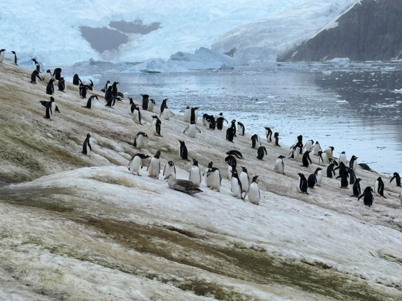 A colony of penguins in Antarctica. 