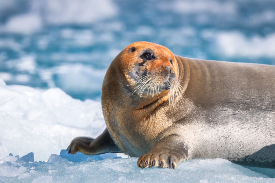 Bearded Seal on sea ice in Svalbard. Photo by Acacia Johnson. 