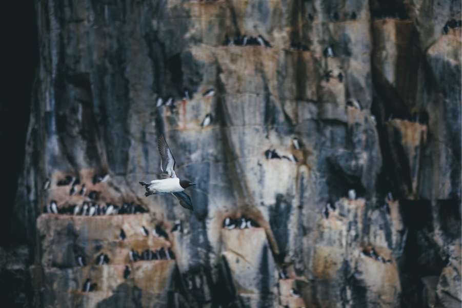 Seabirds nesting on cliff edge in Alkefjellet, Svalbard. Photo by David Merron. 