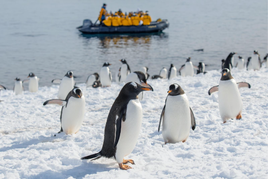 Guests Zodiac cruising by a colony of Gentoo penguins in Antarctica. Photo by Michelle Sole. 