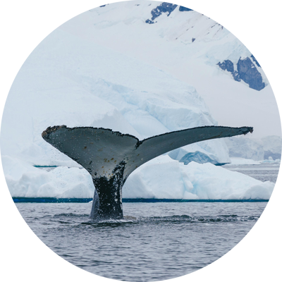 Antarctic Marine Mammals: The World of Whales and Seals